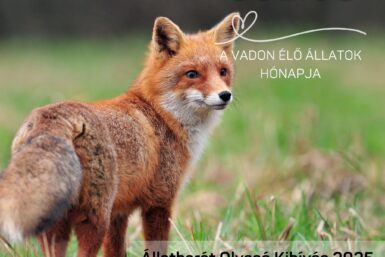 Vadon élő állatok