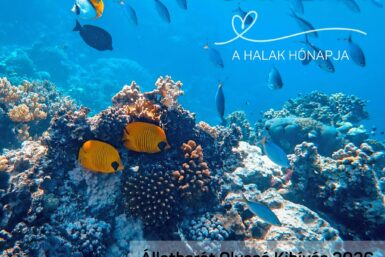 Január a halak hónapja