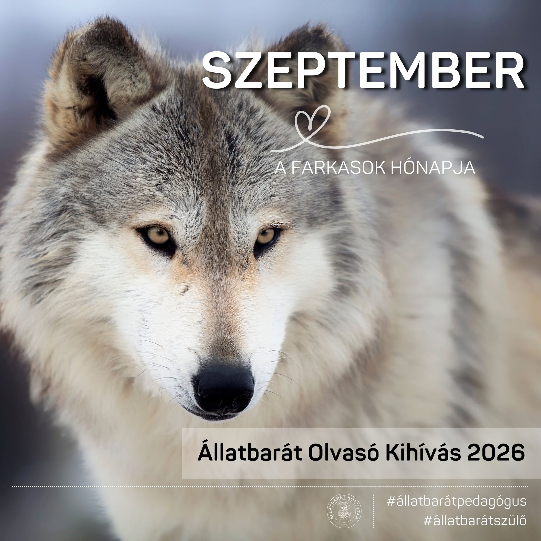 Szeptember a farkasok hónapja